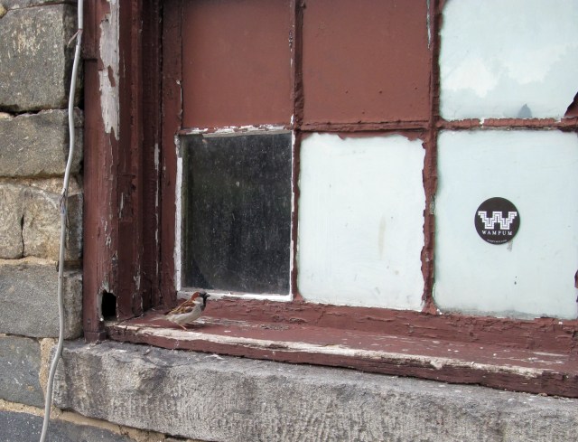 Little brown bird on a window.