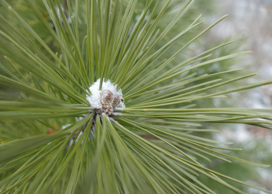 pine needles and snow