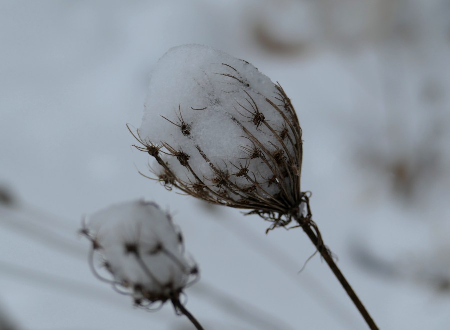 dried queen anne's lace with snow